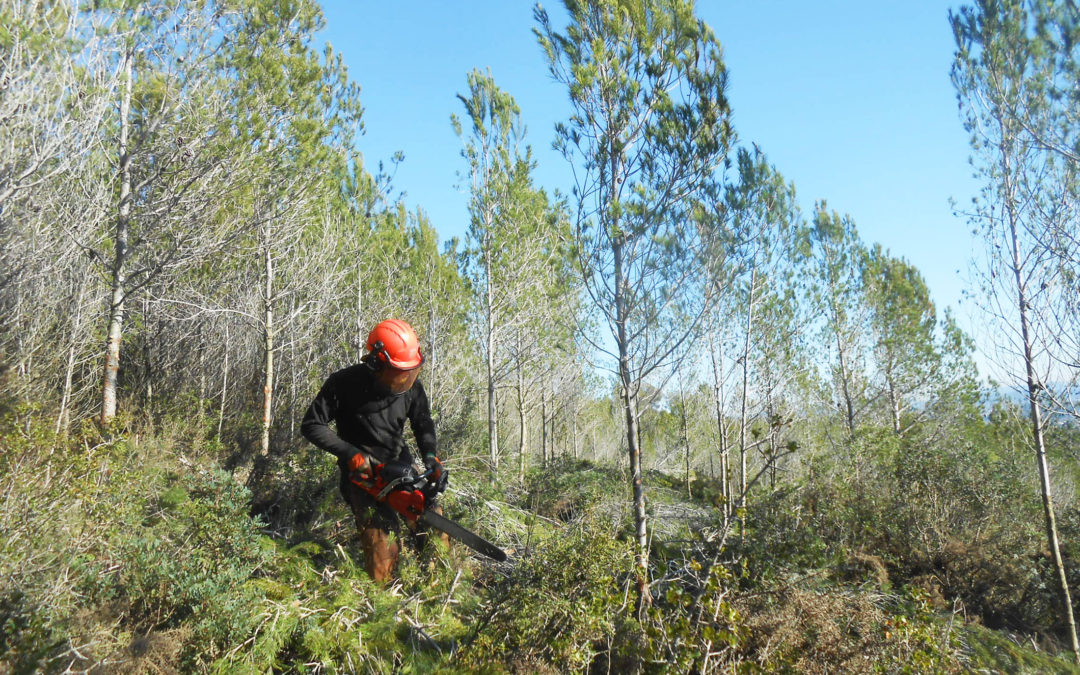 El 2024 es va actuar en 99,13 ha en actuacions per a la prevenció d’incendis